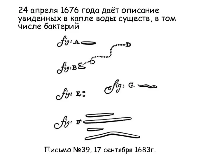 24 апреля 1676 года даёт описание увиденных в капле воды