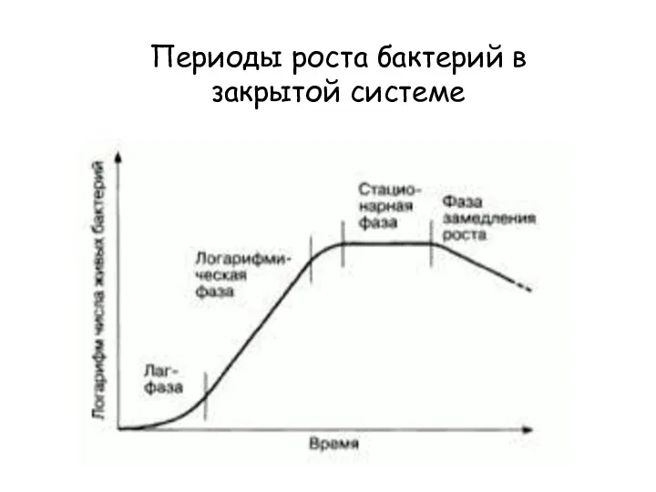 Периоды роста бактерий в закрытой системе