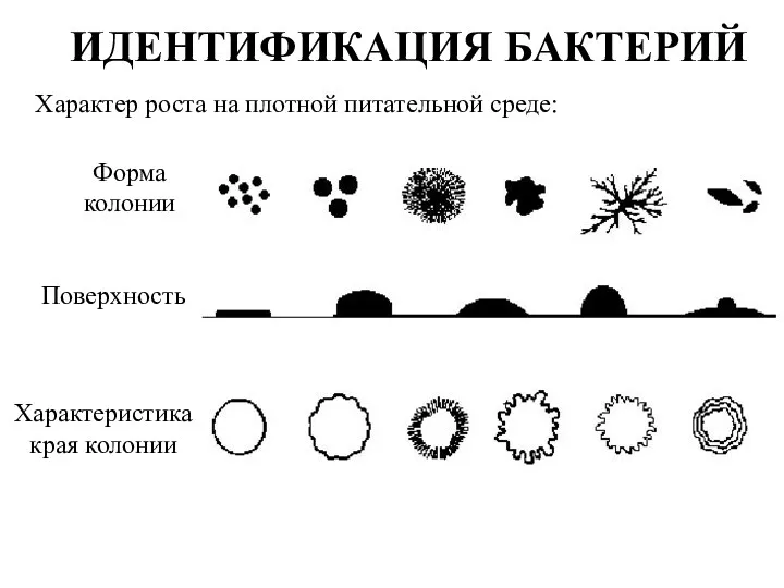 Форма колонии ИДЕНТИФИКАЦИЯ БАКТЕРИЙ Характер роста на плотной питательной среде: Поверхность Характеристика края колонии