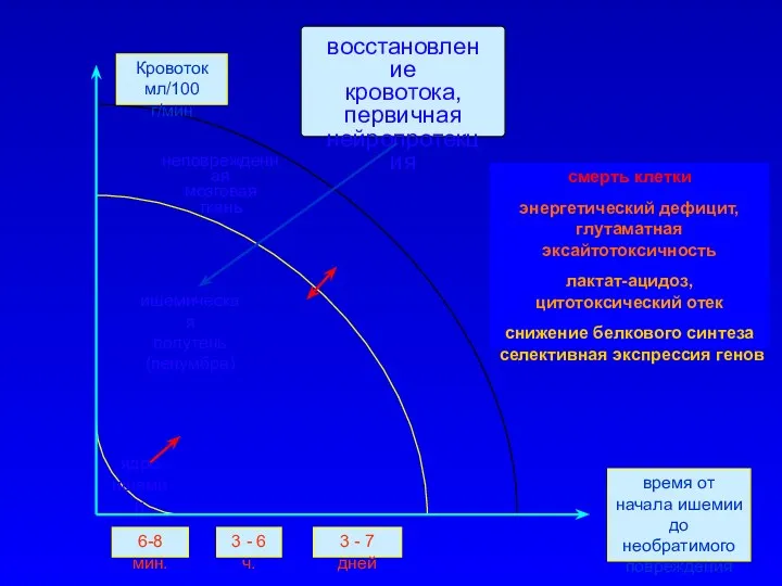 Кровоток мл/100 г/мин неповрежденная мозговая ткань ишемическая полутень (пенумбра) 6-8