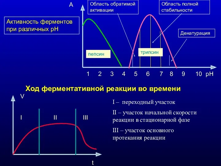 Активность ферментов при различных рН 1 2 3 4 5 6 7 8