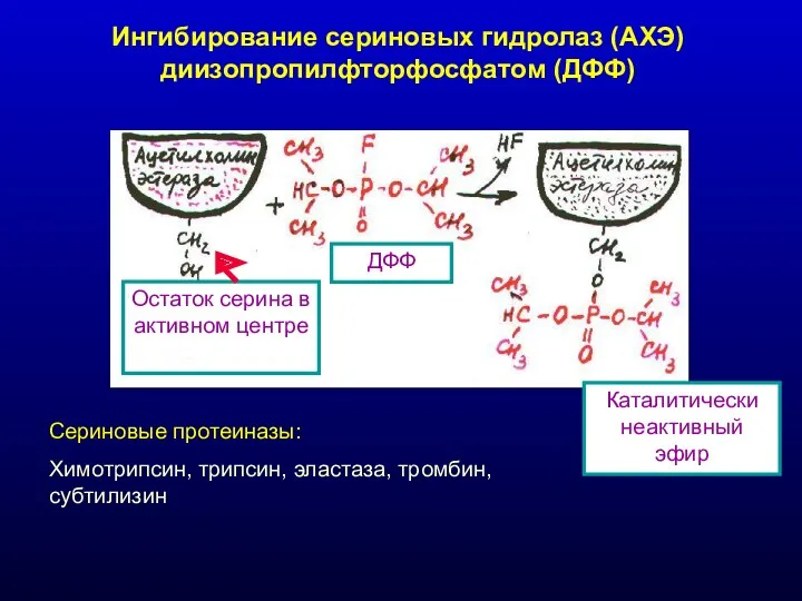 Ингибирование сериновых гидролаз (АХЭ) диизопропилфторфосфатом (ДФФ) Остаток серина в активном