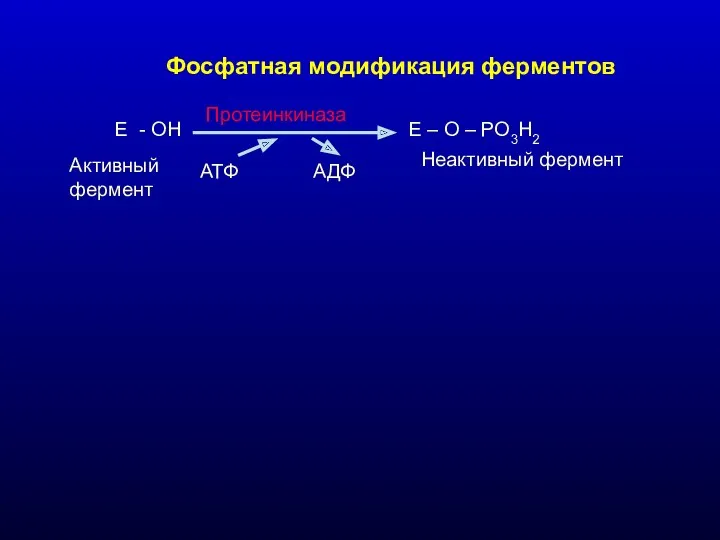 Фосфатная модификация ферментов Е - ОН Е – О – РО3Н2 АТФ АДФ