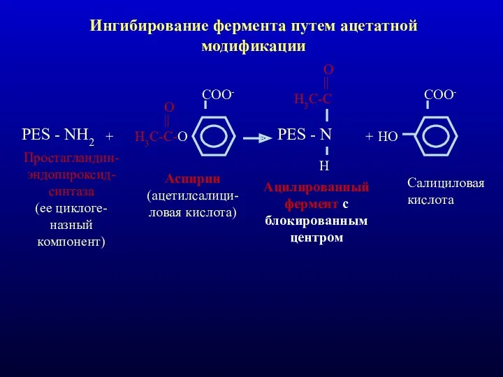 Ингибирование фермента путем ацетатной модификации PES - NH2 + Н3С-С-О || O COO-