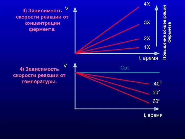 3) Зависимость скорости реакции от концентрации фермента. 4) Зависимость скорости реакции от температуры.