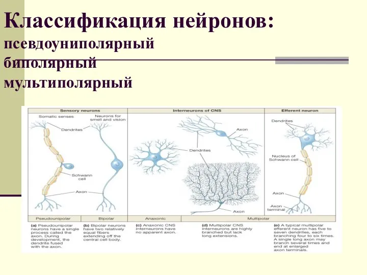 Классификация нейронов: псевдоуниполярный биполярный мультиполярный
