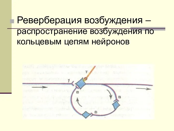 Реверберация возбуждения – распространение возбуждения по кольцевым цепям нейронов