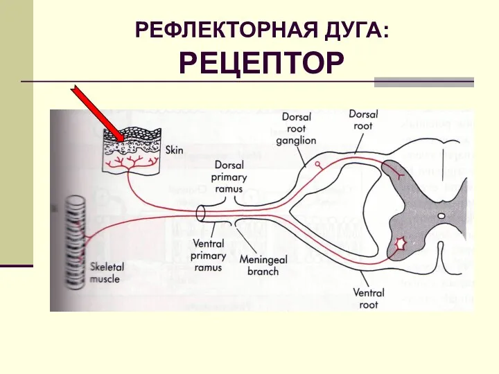 РЕФЛЕКТОРНАЯ ДУГА: РЕЦЕПТОР