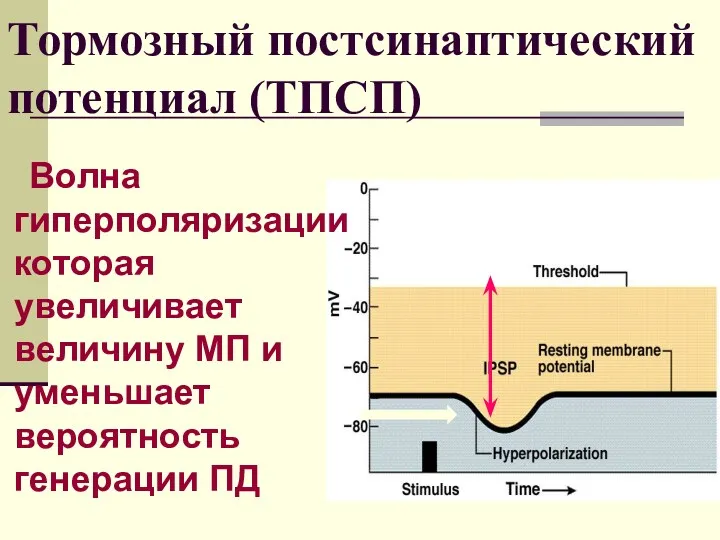 Тормозный постсинаптический потенциал (ТПСП) Волна гиперполяризациикоторая увеличивает величину МП и уменьшает вероятность генерации ПД