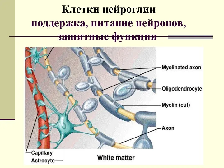 Клетки нейроглии поддержка, питание нейронов, защитные функции