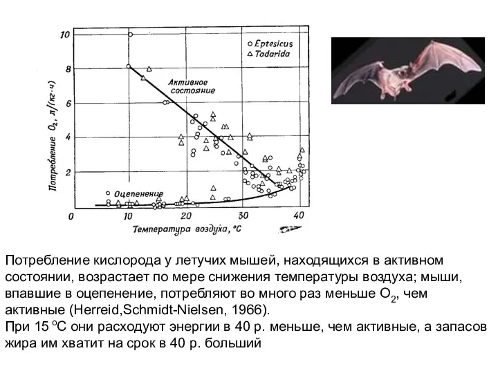 Потребление кислорода у летучих мышей, находящихся в активном состоянии, возрастает