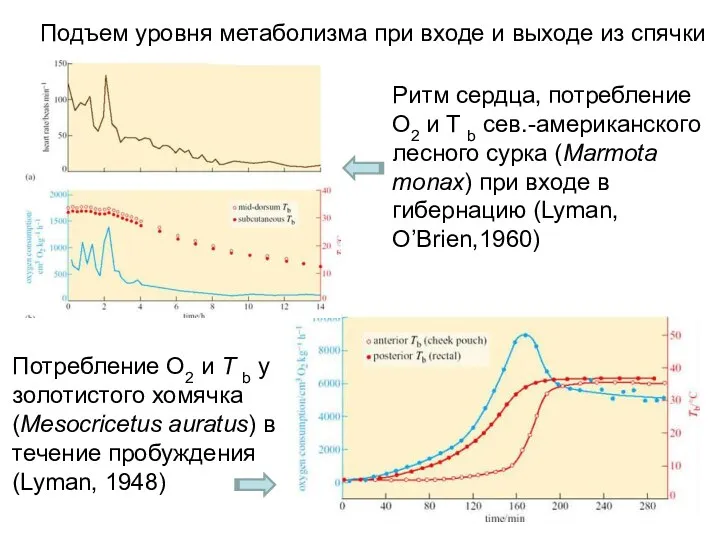 Потребление О2 и T b у золотистого хомячка (Mesocricetus auratus)