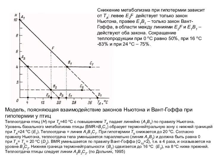 Модель, поясняющая взаимодействие законов Ньютона и Вант-Гоффа при гипотермии у