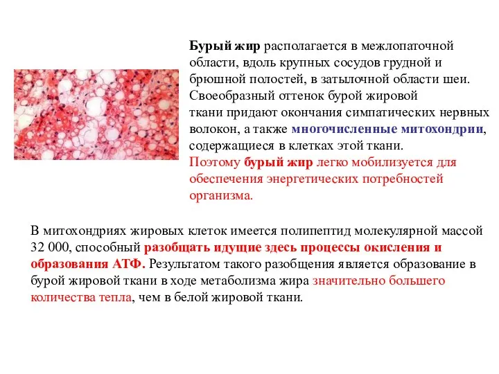 Бурый жир располагается в межлопаточной области, вдоль крупных сосудов грудной