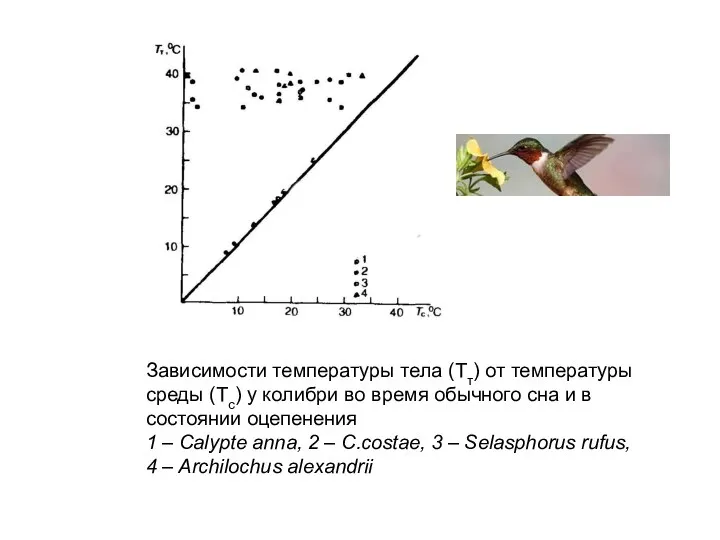 Зависимости температуры тела (Тт) от температуры среды (Тс) у колибри