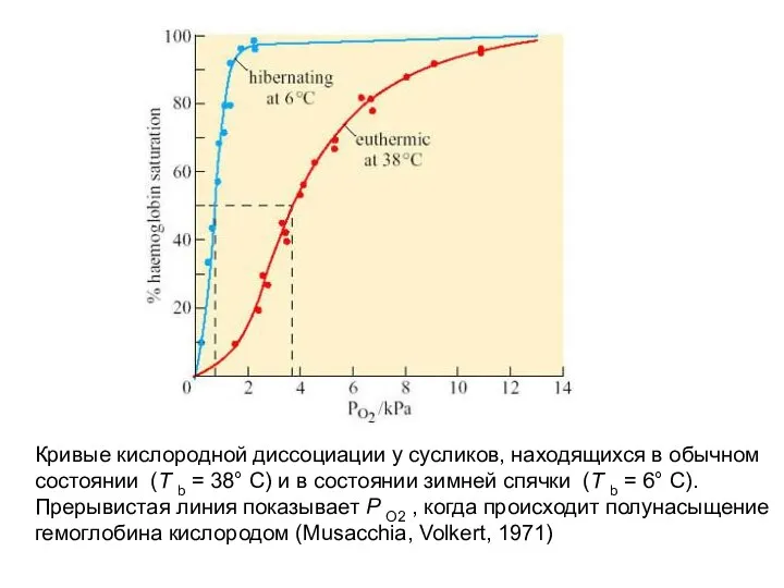 Кривые кислородной диссоциации у сусликов, находящихся в обычном состоянии (T