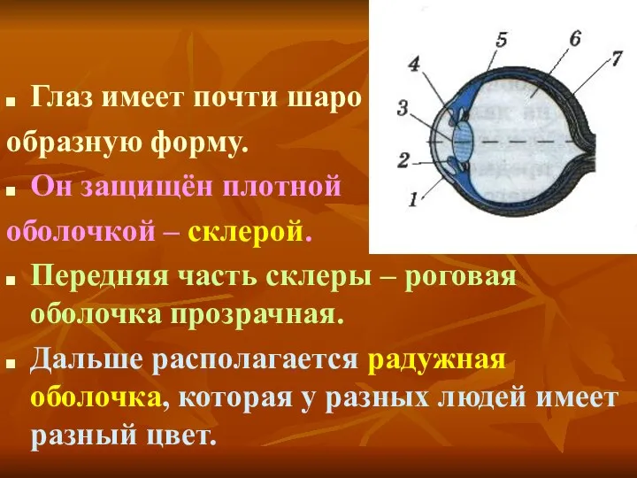 Глаз имеет почти шаро образную форму. Он защищён плотной оболочкой – склерой. Передняя