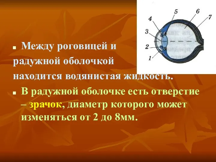 Между роговицей и радужной оболочкой находится водянистая жидкость. В радужной оболочке есть отверстие