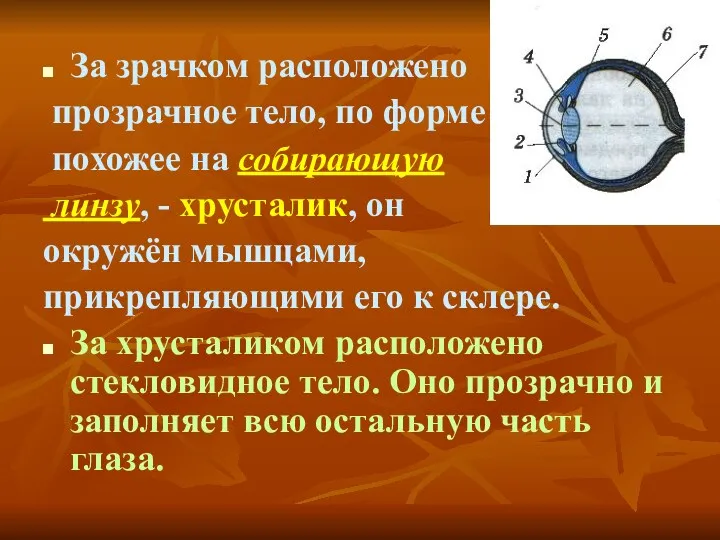 За зрачком расположено прозрачное тело, по форме похожее на собирающую линзу, - хрусталик,