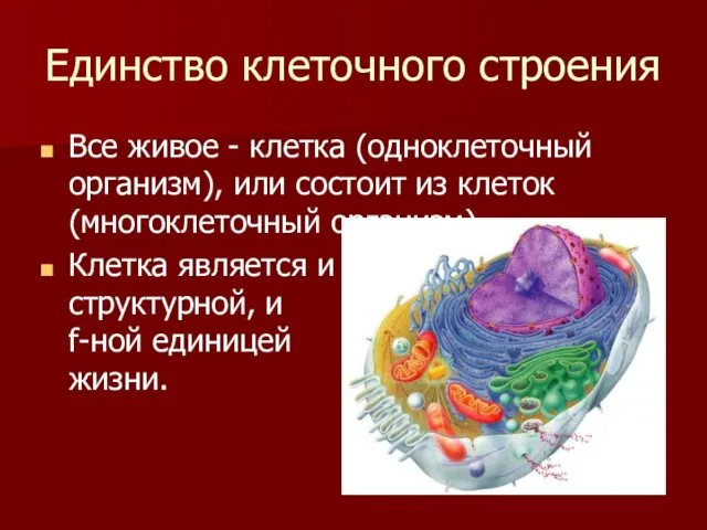 Единство клеточного строения Все живое - клетка (одноклеточный организм), или