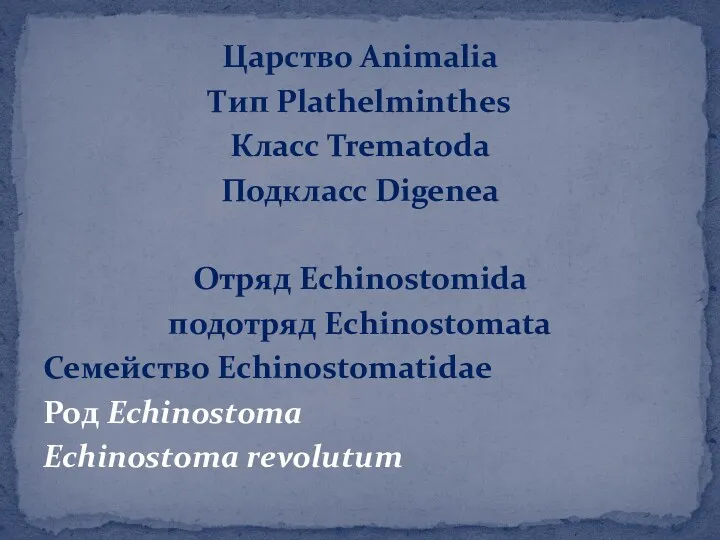 Царство Animalia Тип Plathelminthes Класс Trematoda Подкласс Digenea Отряд Echinostomida