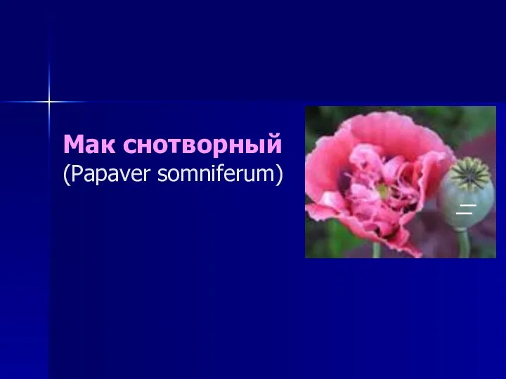 Мак снотворный (Papaver somniferum)