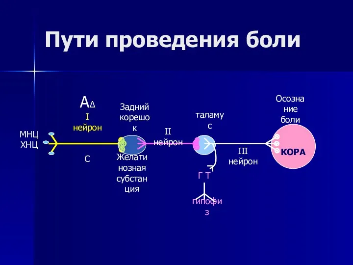 Пути проведения боли КОРА МНЦ ХНЦ А∆ I нейрон С