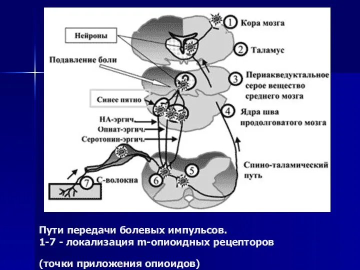 Пути передачи болевых импульсов. 1-7 - локализация m-опиоидных рецепторов (точки приложения опиоидов)