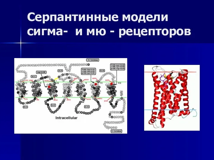 Серпантинные модели сигма- и мю - рецепторов