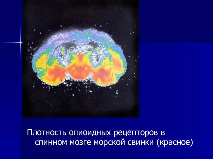 Плотность опиоидных рецепторов в спинном мозге морской свинки (красное)