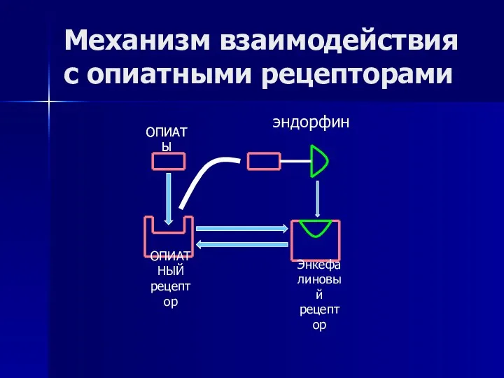 Механизм взаимодействия с опиатными рецепторами ОПИАТЫ эндорфин ОПИАТЫ ОПИАТНЫЙ рецептор Энкефалиновый рецептор