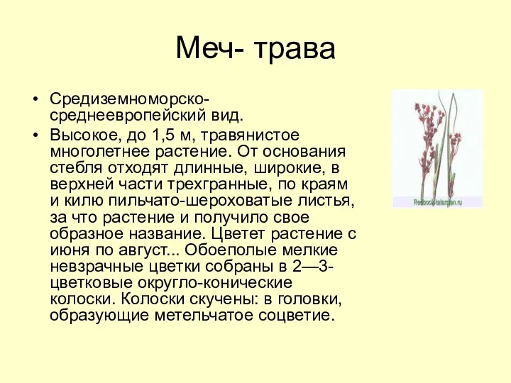 Меч- трава Средиземноморско-среднеевропейский вид. Высокое, до 1,5 м, травянистое многолетнее