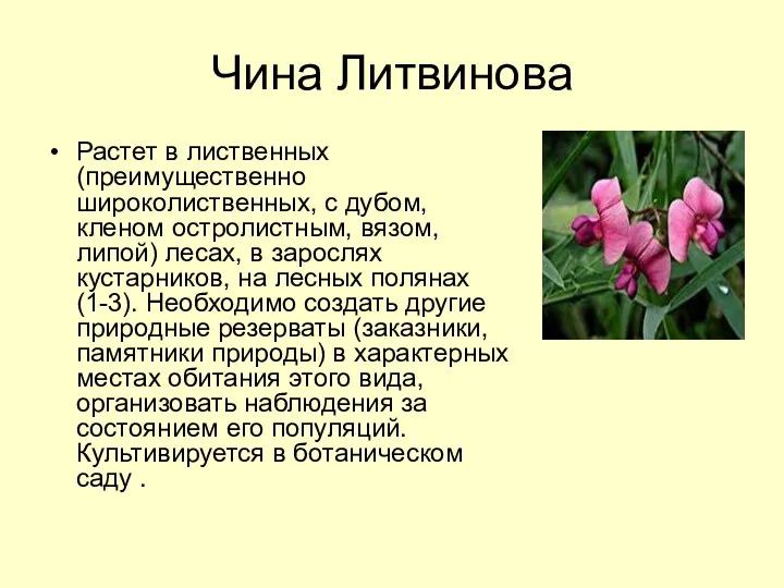 Чина Литвинова Растет в лиственных (преимущественно широколиственных, с дубом, кленом остролистным, вязом, липой)