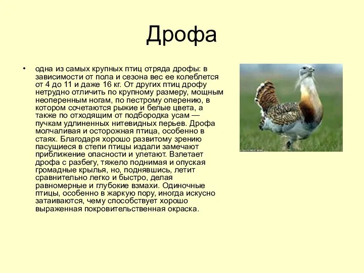 Дрофа одна из самых крупных птиц отряда дрофы: в зависимости от пола и