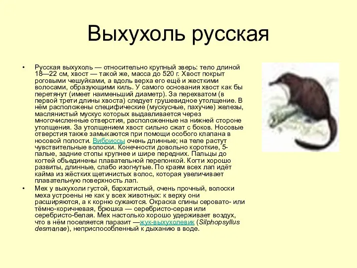 Выхухоль русская Русская выхухоль — относительно крупный зверь: тело длиной 18—22 см, хвост