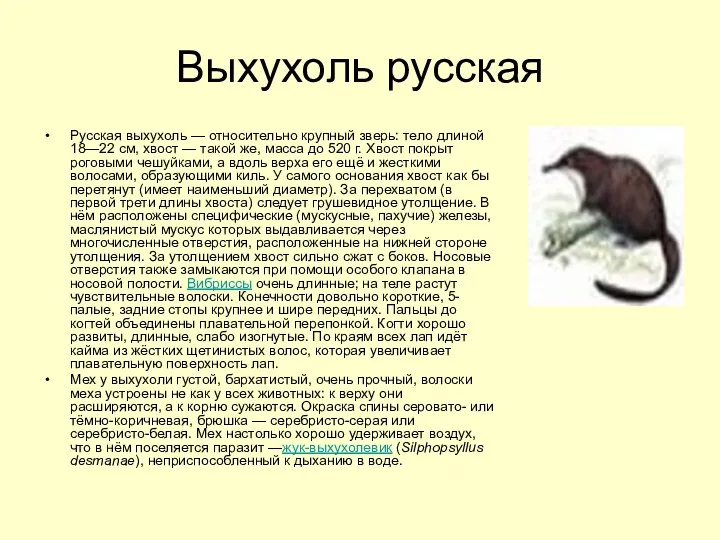 Выхухоль русская Русская выхухоль — относительно крупный зверь: тело длиной