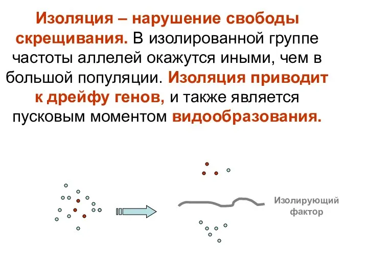 Изоляция – нарушение свободы скрещивания. В изолированной группе частоты аллелей