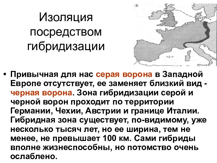 Изоляция посредством гибридизации Привычная для нас серая ворона в Западной