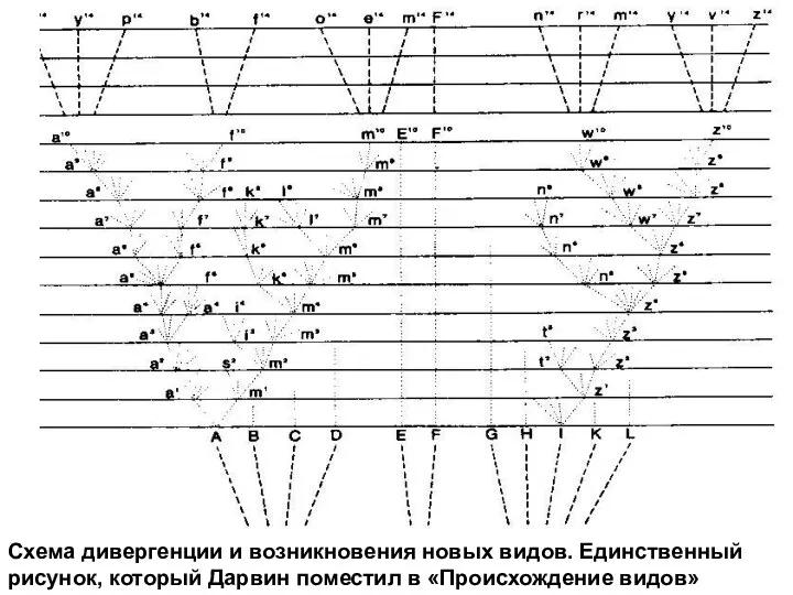 Схема дивергенции и возникновения новых видов. Единственный рисунок, который Дарвин поместил в «Происхождение видов»