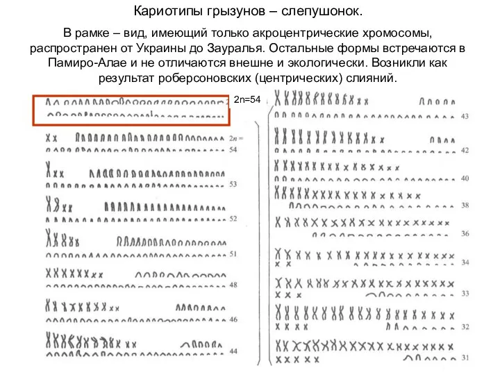 Кариотипы грызунов – слепушонок. В рамке – вид, имеющий только