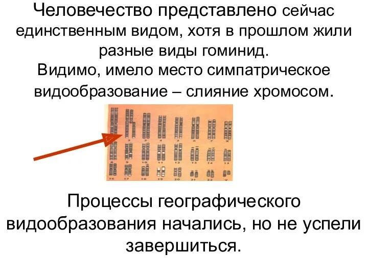 Человечество представлено сейчас единственным видом, хотя в прошлом жили разные