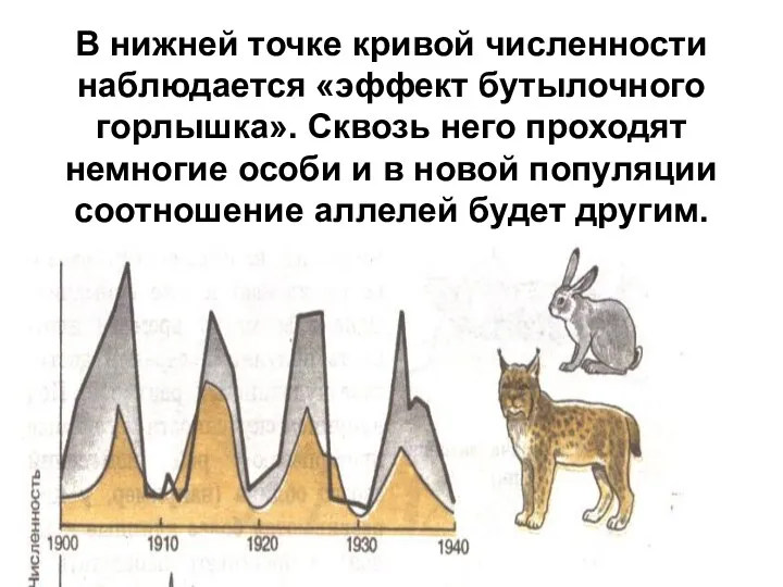 В нижней точке кривой численности наблюдается «эффект бутылочного горлышка». Сквозь