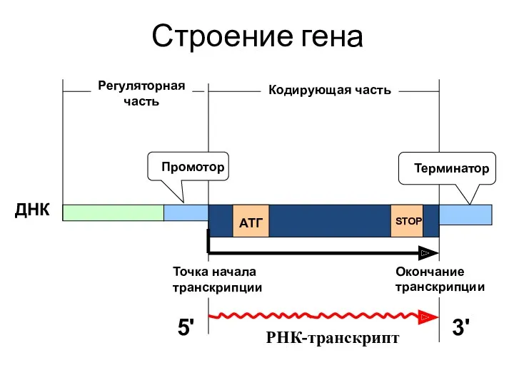 Строение гена Кодирующая часть АТГ STOP ДНК РНК-транскрипт Промотор Терминатор