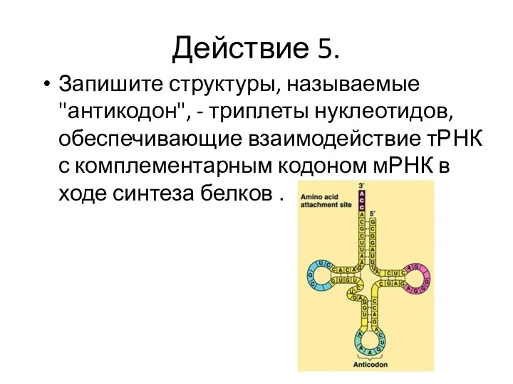 Действие 5. Запишите структуры, называемые "антикодон", - триплеты нуклеотидов, обеспечивающие