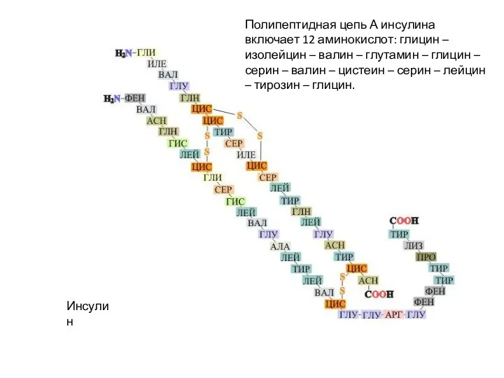 Инсулин Полипептидная цепь А инсулина включает 12 аминокислот: глицин –