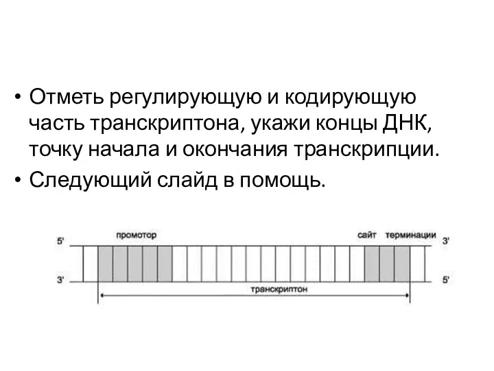 Отметь регулирующую и кодирующую часть транскриптона, укажи концы ДНК, точку