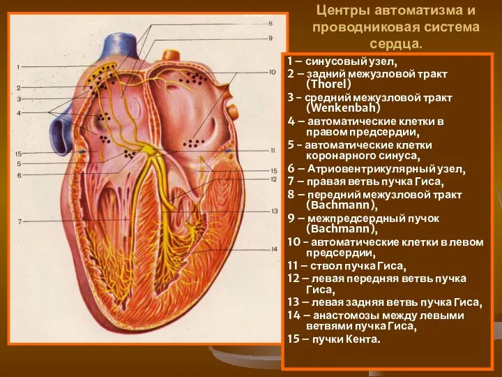 Центры автоматизма и проводниковая система сердца. 1 – синусовый узел,