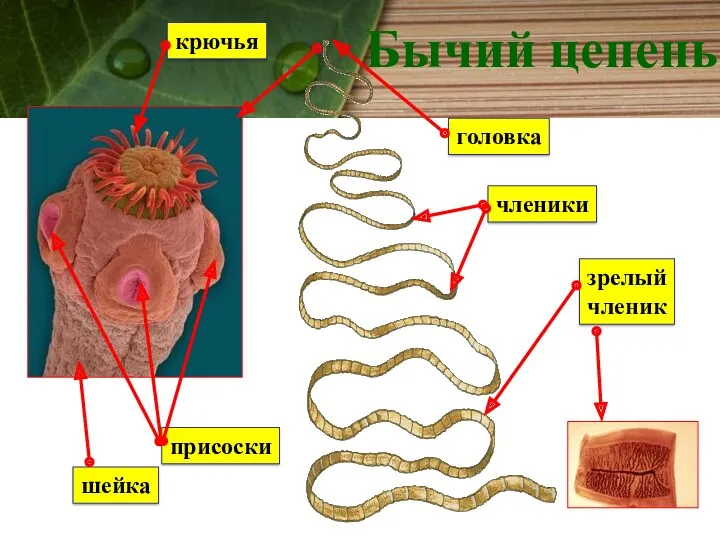 Бычий цепень