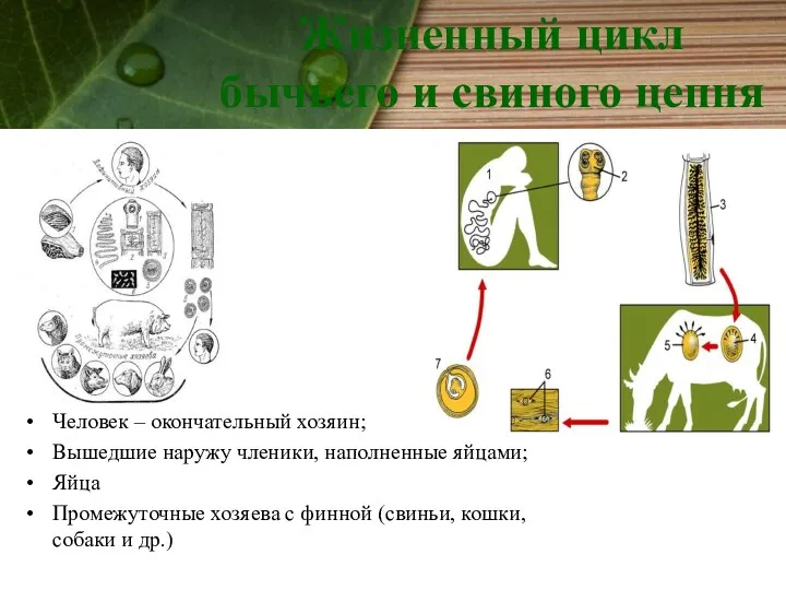 Жизненный цикл бычьего и свиного цепня Человек – окончательный хозяин;