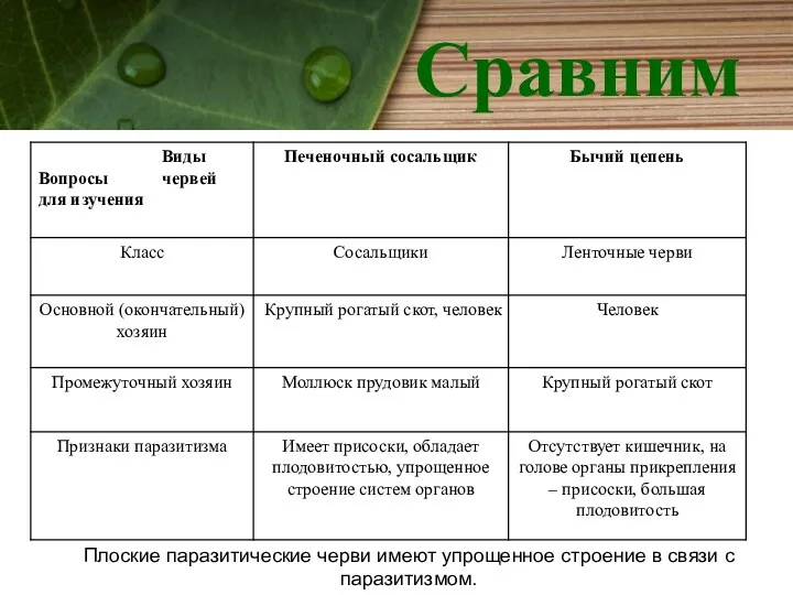 Плоские паразитические черви имеют упрощенное строение в связи с паразитизмом. Сравним